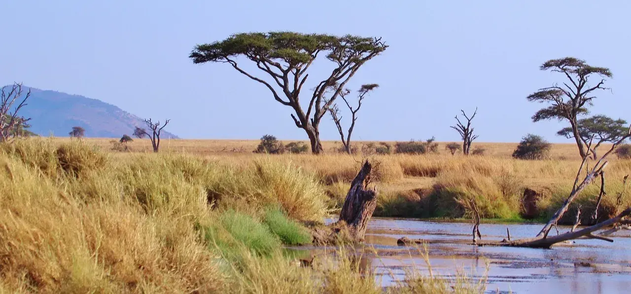 Acaciabomen en gele savannegrassen bij een waterpoel in de Serengeti